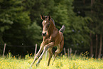 Austrian warmblood foal
