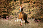 trotting Austrian warmblood