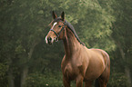 Austrian warmblood portrait