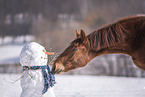 Austrian warmblood portrait