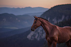 Austrian warmblood portrait