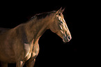 Austrian warmblood portrait