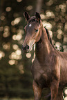 Austrian warmblood foal