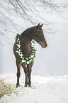 Austrian warmblood