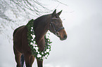 Austrian warmblood portrait