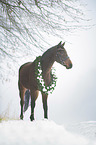 Austrian warmblood