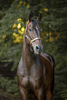 Austrian warmblood portrait