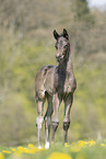 Austrian warmblood foal