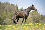 mare and foal