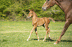 mare and foal