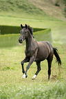 galloping Austrian warmblood