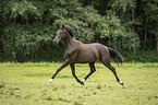 trotting Austrian warmblood