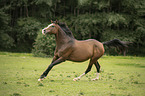 galloping Austrian warmblood