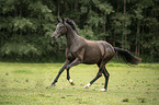 galloping Austrian warmblood