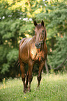 Austrian warmblood