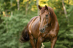 Austrian warmblood portrait