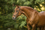 Austrian warmblood portrait