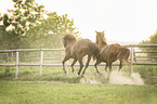 2 Austrian Warmbloods