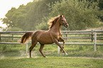 galloping Austrian warmblood