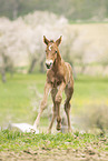 Austrian warmblood foal