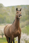 Austrian warmblood portrait