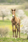 Austrian warmblood foal