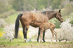 Austrian warmbloods