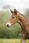 Austrian warmblood foal