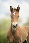 Austrian warmblood foal