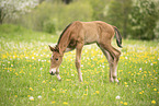 Austrian warmblood foal