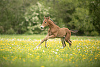 Austrian warmblood foal