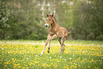 Austrian warmblood foal