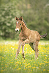 Austrian warmblood foal
