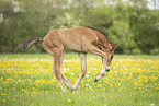 Austrian warmblood foal