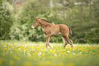 Austrian warmblood foal