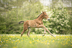 Austrian warmblood foal