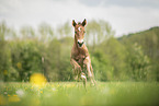 Austrian warmblood foal