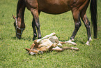 Austrian warmblood foal