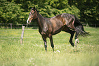 Austrian warmblood in the meadow