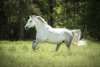 Austrian warmblood in the meadow