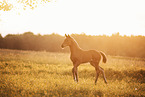 Austrian warmblood foal