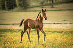 Austrian warmblood foal