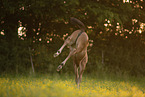 Austrian warmblood foal