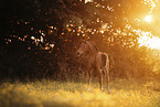 Austrian warmblood foal