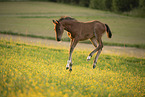 Austrian warmblood foal