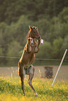 Austrian warmblood foal