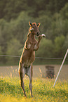 Austrian warmblood foal