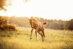 Austrian warmblood foal