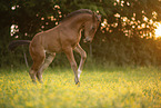 Austrian warmblood foal
