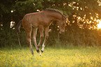 Austrian warmblood foal